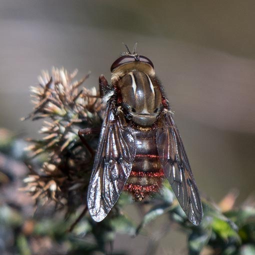 Pelecorhynchus-eristaloides Pelecorhynchus igniculus,<br />
Pelecorhynchidae, Tasmania