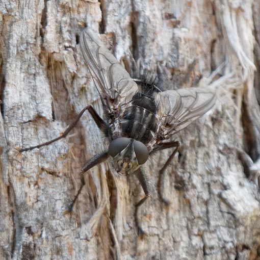 Rutilotrixa sp.,<br />
Tachinidae, Tasmania