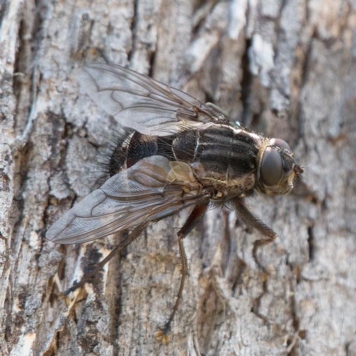 Rutilotrixa sp., Tachinidae, Tasmania