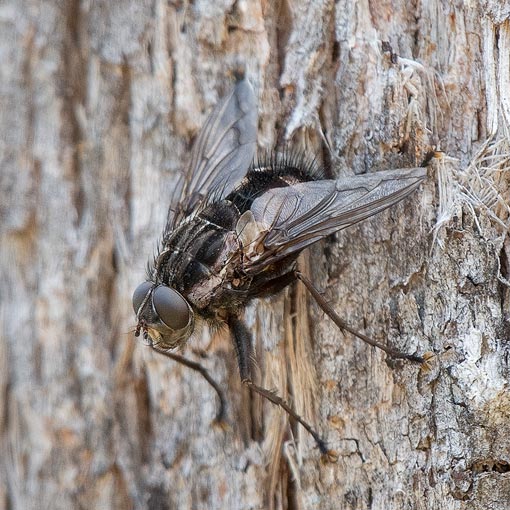 Rutilotrixa sp., Tachinidae, Tasmania