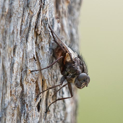 Rutilotrixa sp., Tachinidae, Tasmania