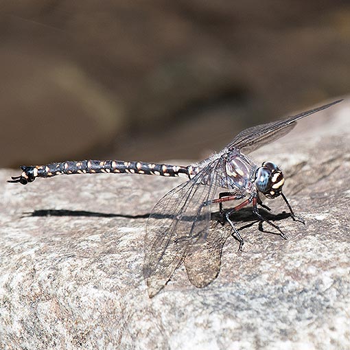Tasmanian Darner, Austroaeschna tasmanica
