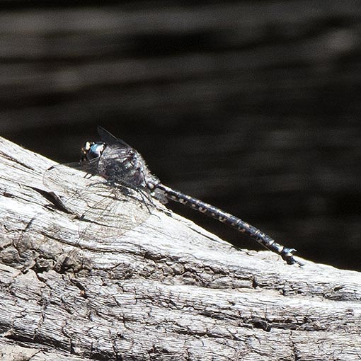 Tasmanian Darner, Austroaeschna tasmanica