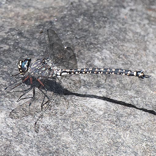 Tasmanian Darner, Austroaeschna tasmanica