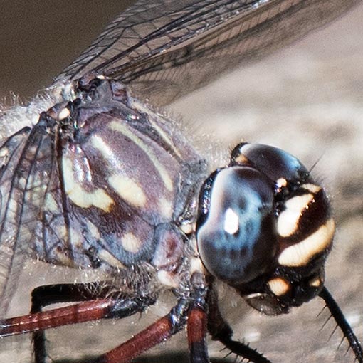 Tasmanian Darner, Austroaeschna tasmanica