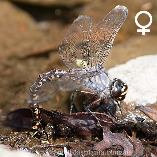 Tasmanian Darner, Austroaeschna tasmanica