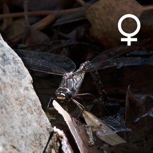 Tasmanian Darner, Austroaeschna tasmanica