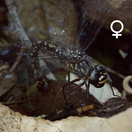 Tasmanian Darner, Austroaeschna tasmanica
