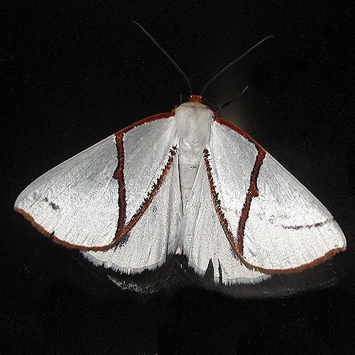 Thalaina selenaea, Geometridae, Tasmania, moth