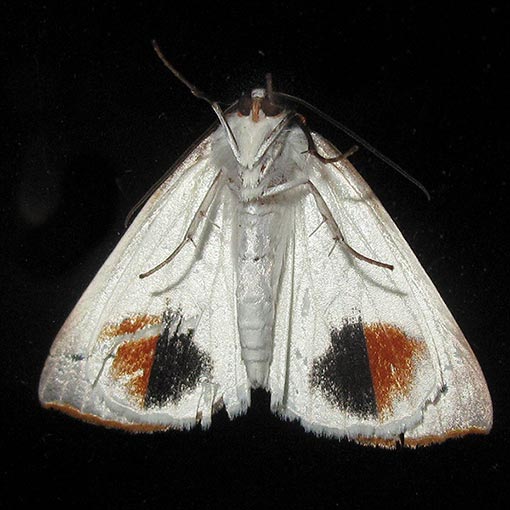 Thalaina selenaea, moth, Tasmania