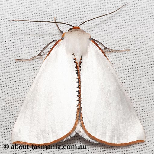 Thalaina selenaea, Geometridae, Tasmania, moth