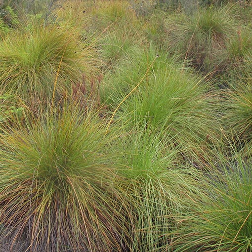 Gymnoschoenus sphaerocephalus, buttongrass, Tasmania