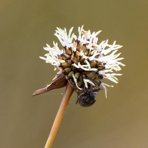 Gymnoschoenus sphaerocephalus, buttongrass, Tasmania
