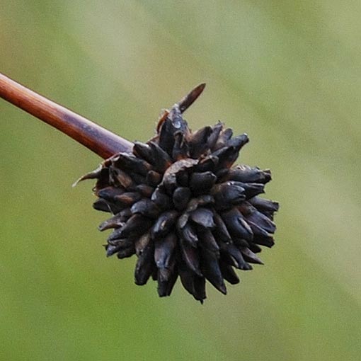 Gymnoschoenus sphaerocephalus, buttongrass, Tasmania