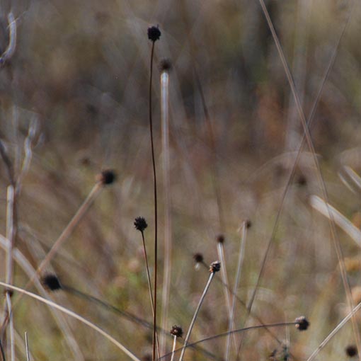 Gymnoschoenus sphaerocephalus, buttongrass, Tasmania