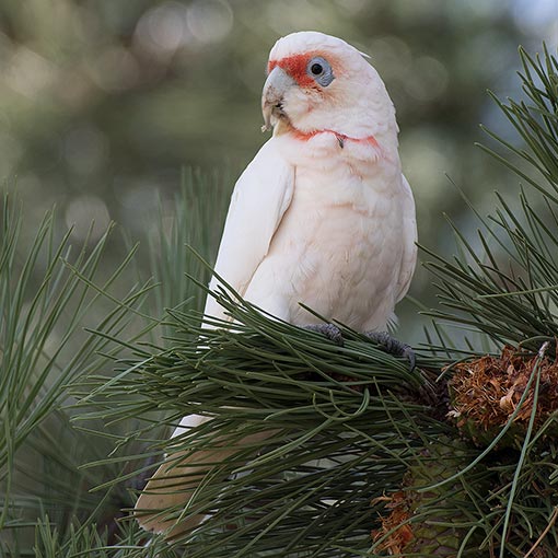 Long-Billed Corella, Cacatua tenuirostris, Tasmania