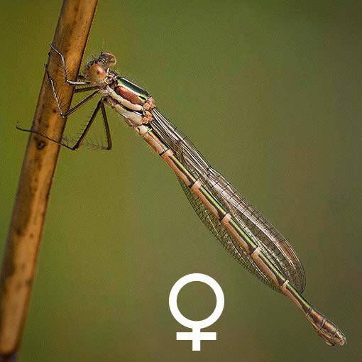 Cup Ringtail, Austrolestes psyche, Tasmania