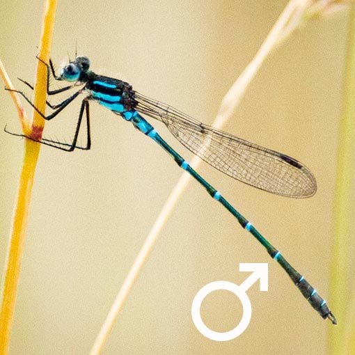 Cup Ringtail, Austrolestes psyche, Tasmania