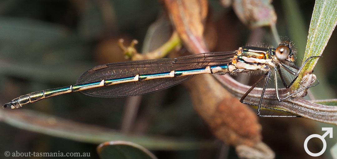 Cup Ringtail, Austrolestes psyche, Tasmania