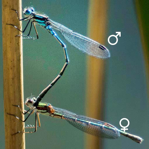 Cup Ringtail, Austrolestes psyche, Tasmania