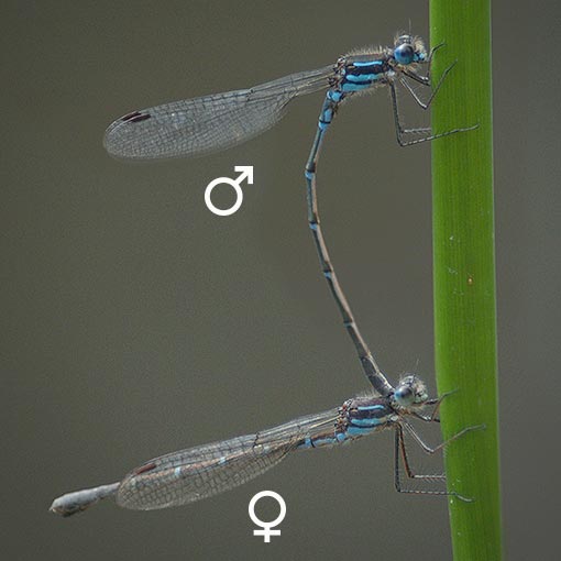 Cup Ringtail, Austrolestes psyche, Tasmania
