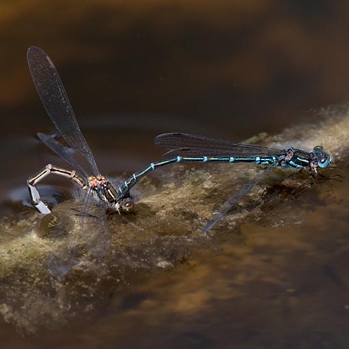 Cup Ringtail, Austrolestes psyche, Tasmania