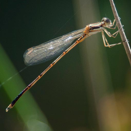 Slender Ringtail, Austrolestes analis, Damselfly, Tasmania