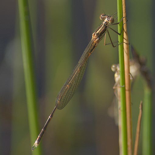 Slender Ringtail, Austrolestes analis, Damselfly, Tasmania