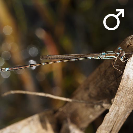 Slender Ringtail, Austrolestes analis, Damselfly, Tasmania