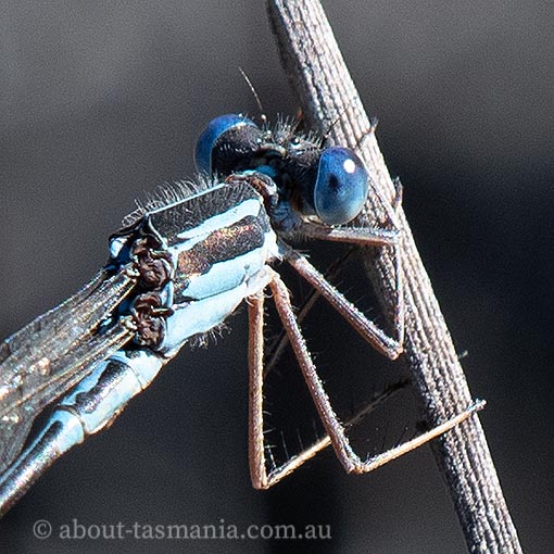 Slender Ringtail, Austrolestes analis, Damselfly, Tasmania