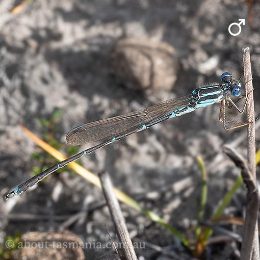 Slender Ringtail, Austrolestes analis, Damselfly, Tasmania