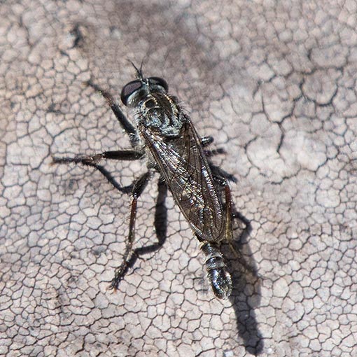 Bathypogon_robber_fly Bathypogon sp. Asilidae, fly, Tasmania