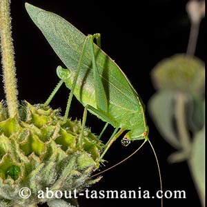 Caedicia simplex