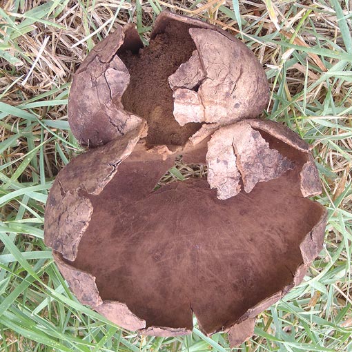 Calvatia lilacina, fungi, Tasmania