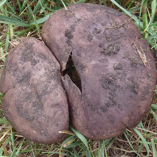 Calvatia lilacina, fungi, Tasmania