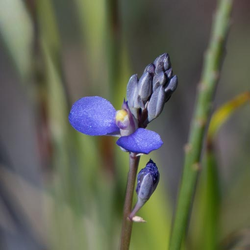Comesperma calymega, Blue-spike Milkwort, Tasmania