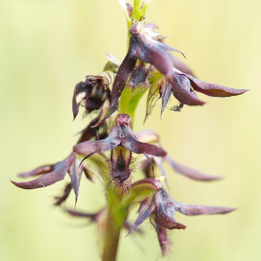 Corunastylis morrisii, bearded midge-orchid, Tasmania