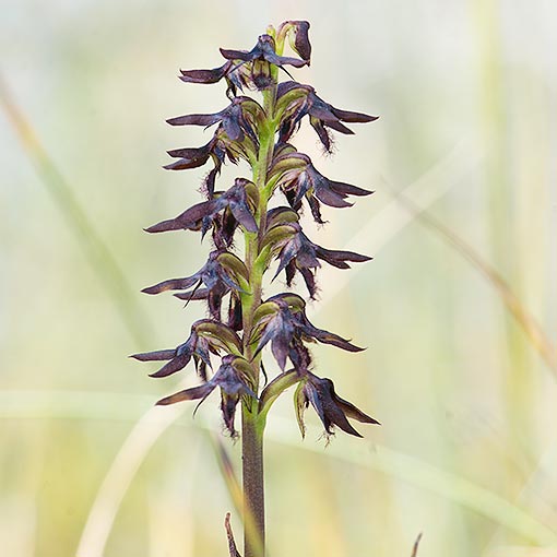 Corunastylis morrisii, bearded midge-orchid, Tasmania