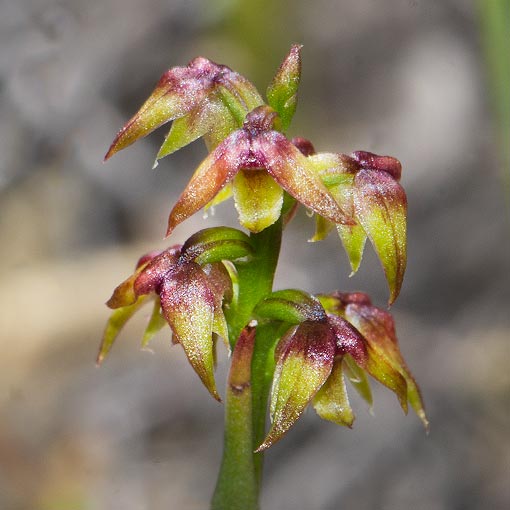Corunastylis pumilum, Green Midge Orchid, Tasmania