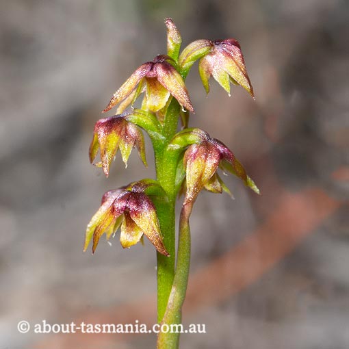 Corunastylis pumilum, Green Midge Orchid, Tasmania
