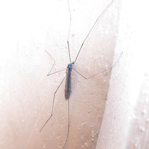 Dicranomyia sp., Short-palped Crane Fly, Limoniidae, Tasmania