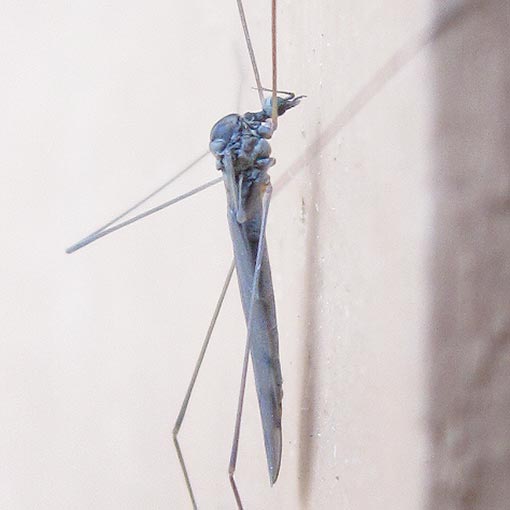 Dicranomyia sp., Short-palped Crane Fly, Limoniidae, Tasmania