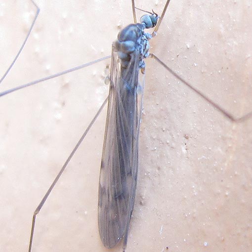 Dicranomyia sp., Short-palped Crane Fly, Limoniidae, Tasmania
