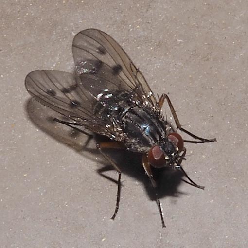 Helina sp., Muscidae, Tasmania