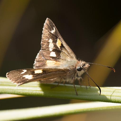 Hesperilla donnysa, butterfly, Tasmania