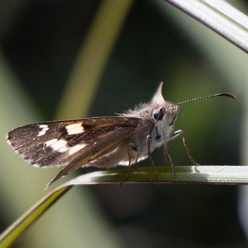Hesperilla donnysa, butterfly, Tasmania