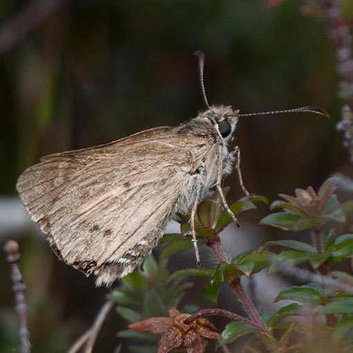Hesperilla donnysa, butterfly, Tasmania
