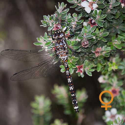 Lesser Tasmanian Darner, Austroaeschna hardyi, Tasmania