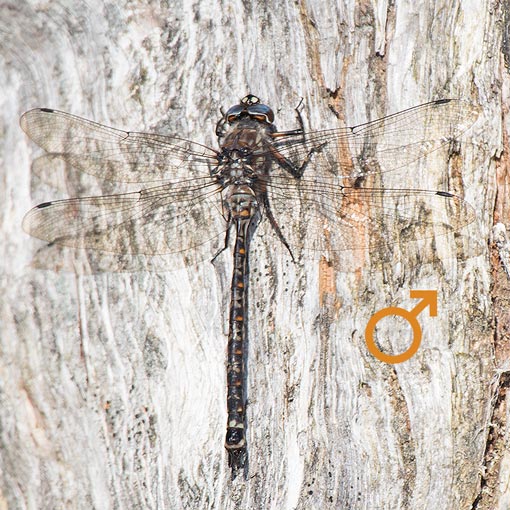 Lesser Tasmanian Darner, Austroaeschna hardyi, Tasmania