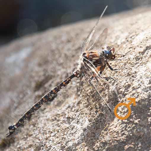 Lesser Tasmanian Darner, Austroaeschna hardyi, Tasmania
